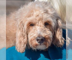 Cocker Spaniel-Unknown Mix Dogs for adoption in Huntley, IL, USA