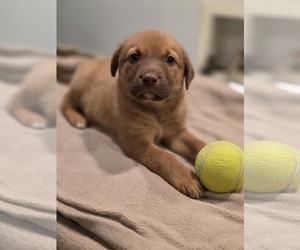 Labrador Retriever-Unknown Mix Dogs for adoption in SHERBURNE, NY, USA
