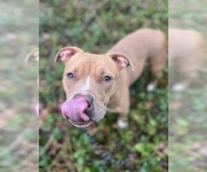 American Pit Bull Terrier-Unknown Mix Dogs for adoption in Charlotte, NC, USA