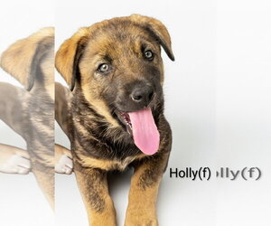 Mutt Dogs for adoption in Chinook, MT, USA