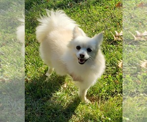 Pomeranian Dogs for adoption in Harrisburg, PA, USA