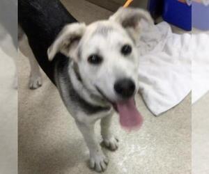 Siberian Husky-Unknown Mix Dogs for adoption in Riverside, CA, USA