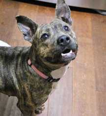 American Staffordshire Terrier Dogs for adoption in Durham, NC, USA