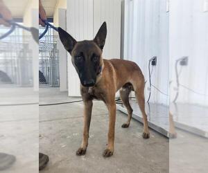 Mutt Dogs for adoption in Bakersfield, CA, USA