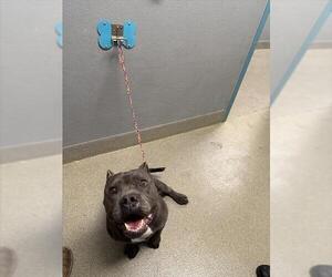 Staffordshire Bull Terrier-Unknown Mix Dogs for adoption in Las Vegas, NV, USA