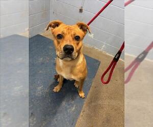 Labrador Retriever-Unknown Mix Dogs for adoption in Woodland, CA, USA