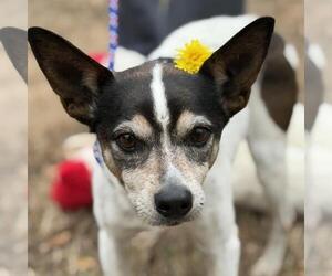 Rat Terrier-Unknown Mix Dogs for adoption in Yardley, PA, USA