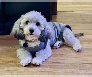 Havanese Dogs for adoption in St. Louis Park, MN, USA