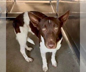 Mutt Dogs for adoption in San Bernardino, CA, USA