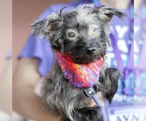 Mutt Dogs for adoption in San Antonio, TX, USA