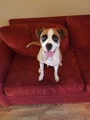Bogle Dogs for adoption in Great Bend, KS, USA