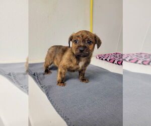 Chihuahua-Unknown Mix Dogs for adoption in New Orleans, LA, USA