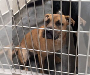 Bull Terrier-Unknown Mix Dogs for adoption in Upland, CA, USA