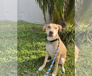 Labrador Retriever-Unknown Mix Dogs for adoption in Sanford, FL, USA