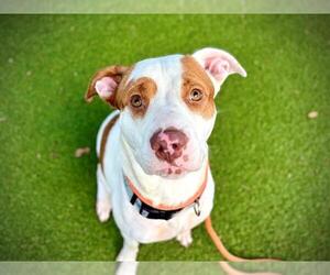 American Pit Bull Terrier-Unknown Mix Dogs for adoption in Orlando, FL, USA