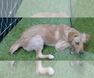 Labrador Retriever Dogs for adoption in Downey, CA, USA