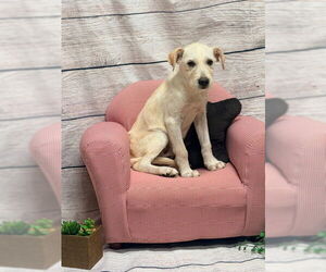 Labrador Retriever-Unknown Mix Dogs for adoption in Raleigh, NC, USA