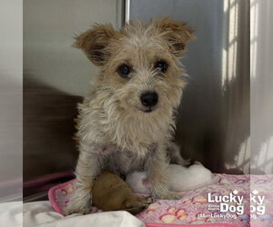Cairn Terrier-Unknown Mix Dogs for adoption in Washington, DC, USA