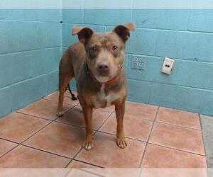 American Pit Bull Terrier Dogs for adoption in Downey, CA, USA