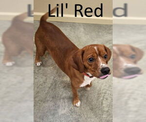 Beagle-Unknown Mix Dogs for adoption in Mountain View, AR, USA