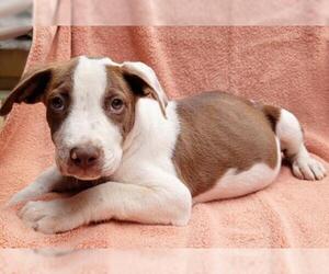 American Pit Bull Terrier Dogs for adoption in Griffin, GA, USA