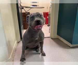 Mutt Dogs for adoption in Pasadena, CA, USA