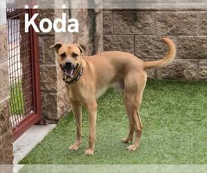 Shepradors Dogs for adoption in Derwood, MD, USA