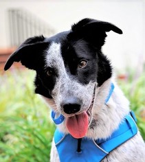 Border-Aussie Dogs for adoption in Point Pleasant, PA, USA