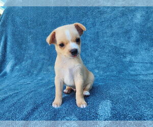 Chihuahua-Unknown Mix Dogs for adoption in San Francisco, CA, USA