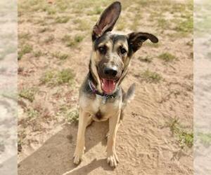 German Shepherd Dog Dogs for adoption in Aurora, CO, USA
