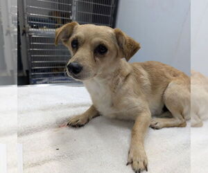 Chihuahua-Unknown Mix Dogs for adoption in Chico, CA, USA