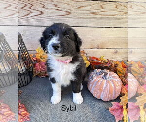 Collie-Labrador Retriever Mix Dogs for adoption in Fort Worth, TX, USA