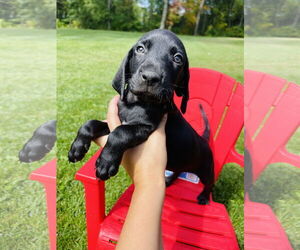 Labrador Retriever Dogs for adoption in Winter, WI, USA