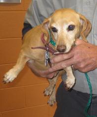 Dachshund Dogs for adoption in Johnson City, TN, USA