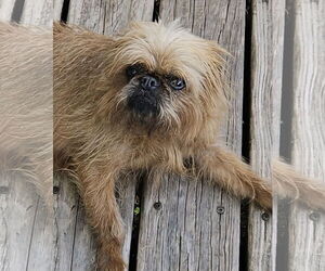 Brussels Griffon-Unknown Mix Dogs for adoption in Princeton, MN, USA