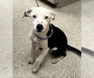 Dalmatian-Unknown Mix Dogs for adoption in Lodi, CA, USA