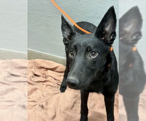 German Shepherd Dog-Unknown Mix Dogs for adoption in Las Vegas, NV, USA