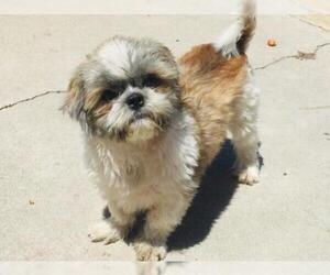 Shih Tzu Dogs for adoption in Placentia, CA, USA