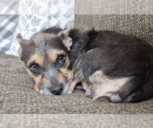 Chihuahua-Unknown Mix Dogs for adoption in Springdale, PA, USA