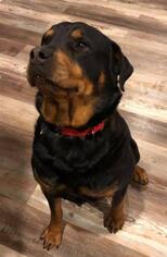 Rottweiler Dogs for adoption in Mooresville, IN, USA