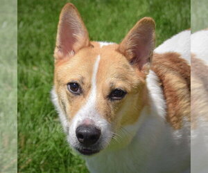 Jack Russell Terrier-Unknown Mix Dogs for adoption in Huntley, IL, USA