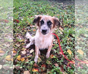 Brittany-Cocker Spaniel Mix Dogs for adoption in Missouri City, TX, USA