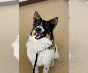 Border Collie-Unknown Mix Dogs for adoption in Mundelein, IL, USA