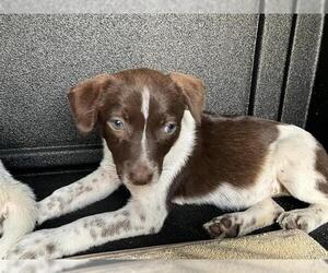 Pointer-Unknown Mix Dogs for adoption in Long Beach, CA, USA