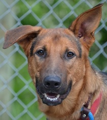 German Shepherd Dog-Unknown Mix Dogs for adoption in Southeastern, PA, USA
