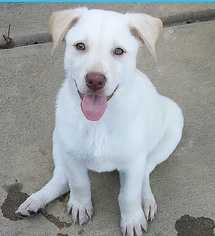 Medium Photo #1 Labrador Retriever-Unknown Mix Puppy For Sale in Boston, MA, USA