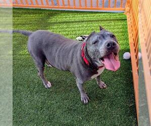 Mutt Dogs for adoption in Las Vegas, NV, USA
