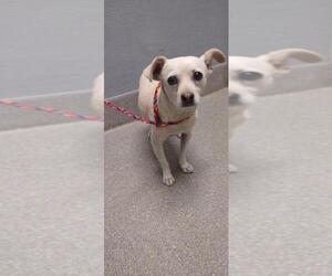 Chihuahua-Unknown Mix Dogs for adoption in Las Vegas, NV, USA