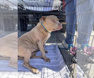 American Pit Bull Terrier Dogs for adoption in Stockton, CA, USA