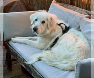 Great Pyrenees-Unknown Mix Dogs for adoption in Brooklyn, NY, USA